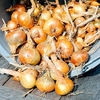 Shallot Bulbs - Golden Gourmet