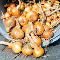 Shallot Bulbs - Golden Gourmet