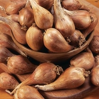 Shallot Bulbs - Griselle