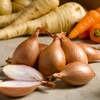 Shallot Bulbs - Red Gourmet