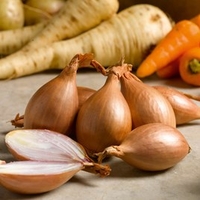 Shallot Bulbs - Red Gourmet