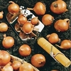 Shallot Bulbs - Red Sun