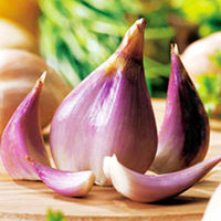 Shallot Bulbs - Triple Pack