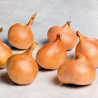 Shallot Bulbs - Yellow Moon