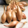 Shallot French Bulbs - Jermor