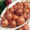 Shallots Bulbs - Meloine
