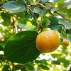 Sharon Fruit (Diospyros) Kaki Fuyu