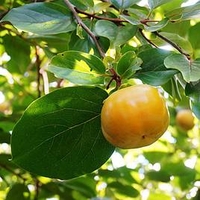 Sharon Fruit (Diospyros) Kaki Fuyu