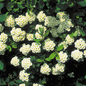 Shrub Collection - White