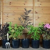 Shrubs - Our Selection
