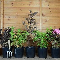 Shrubs - Our Selection