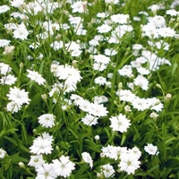 Silene Plant - Starry Dreams
