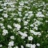 Silene Plants - Starry Dreams