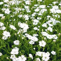 Silene Plants - Starry Dreams