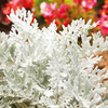 Silverdust Cineraria Plants