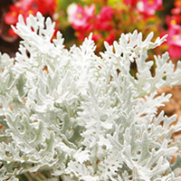 Silverdust Cineraria Plants
