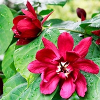 Sinocalycalycanthus Plant - Hartlage Wine