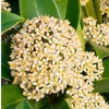 Skimmia Plant - Fragrant Cloud
