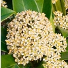 Skimmia Plant - Fragrant Cloud