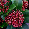 Skimmia Plant - japonica Rubella