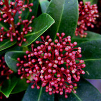 Skimmia Plant - japonica Rubella
