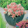 Skimmia Plant - Magic Marlot