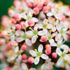 Skimmia Plant - Rubella