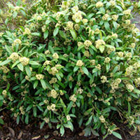Skimmia Plant - x Confusa Kew Green