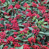 Skimmia reevesiana Plant