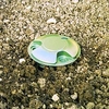 Slug and Snail Traps