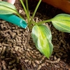Slug Gone Wool Pellets (10 Litre)