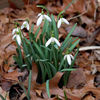 Snowdrop Bulbs - Atkinisii