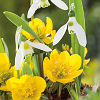 Snowdrop Bulbs - Elwesii