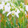 Snowdrop Nivalis Bulbs