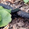 Soaker Hose Pegs