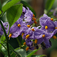 Solanum Plant - Crispum Glasnevin