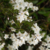 Solanum Plant - Jasminoides Album