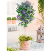Solanum rantonnetii Plants - Mini Standard