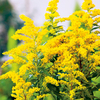 Solidago Plant - Little Miss Sunshine