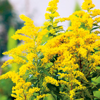 Solidago Plant - Little Miss Sunshine