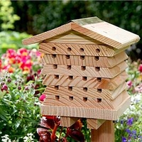 Solitary Bee Hive