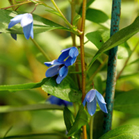 Sollya Plant - Heterophylla