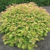 Sorbaria Plant - Sem