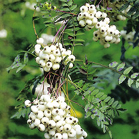 Sorbus cashmiriana Tree