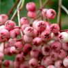Sorbus hupehensis Tree - Pink Pagoda