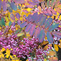 Sorbus Hupensis Pink Pagoda