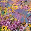 Sorbus Hupensis Pink Pagoda
