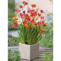 Sparaxis Bulbs - Tricolour