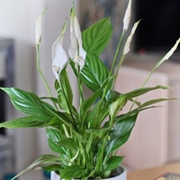 Spathiphyllum (Peace Lily) Torelli Air So Pure