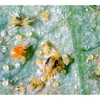 Spider Mite Killer - 15 Sachets